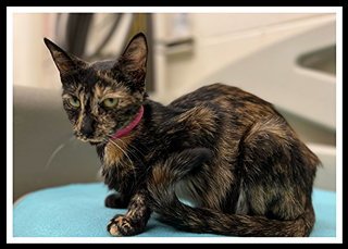 CHAMOMILE - Domestic Short Hair for adoption in Peoria