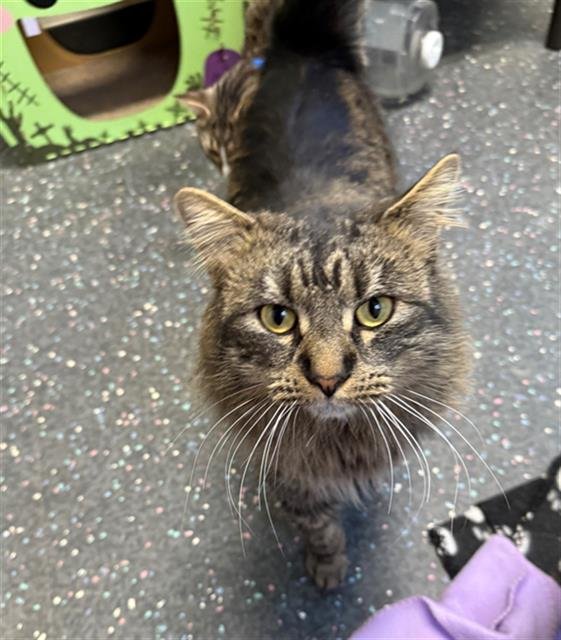 SHERBET LEMON - Domestic Long Hair available for adoption