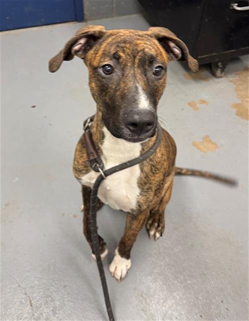 BOSTON SHAKER - Pit Bull Terrier available for adoption