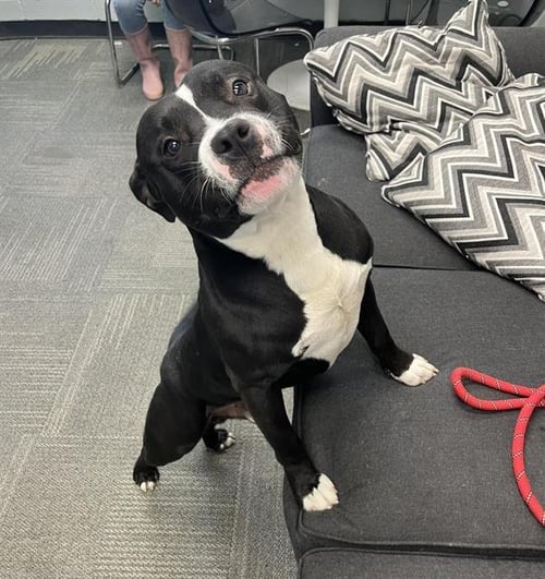 STINK BUG - Pit Bull Terrier available for adoption
