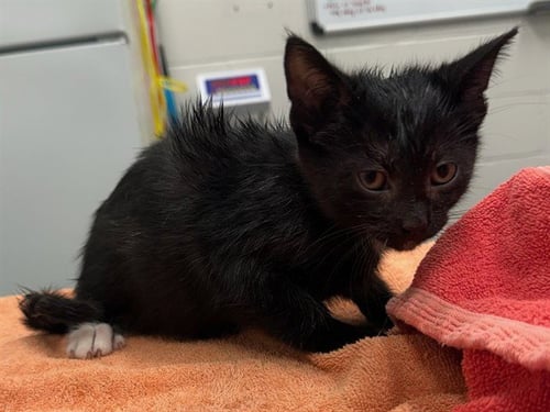 MASALA - Domestic Short Hair available for adoption