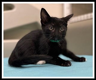 MASALA - Domestic Short Hair for adoption in Peoria