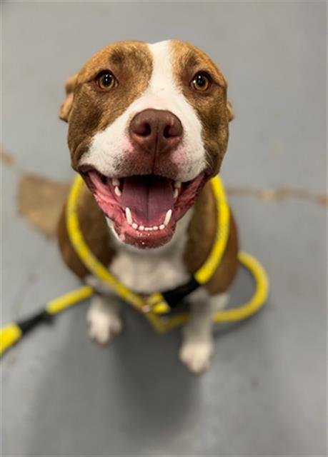 KIM CHI - Pit Bull Terrier available for adoption