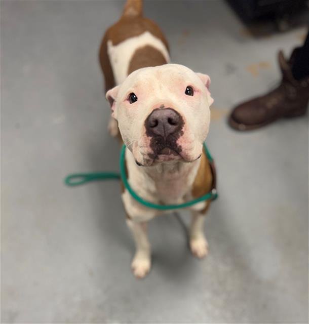 HIGH FRUTOSE CORN SYRUP - Pit Bull Terrier available for adoption