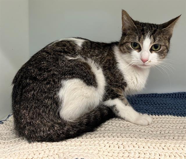 VIKING - Domestic Short Hair available for adoption