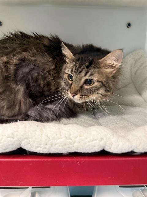 MEATBALL - Domestic Long Hair available for adoption