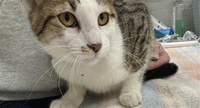 MEW-SIC BOX - Domestic Short Hair available for adoption