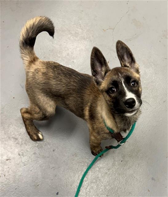 IRINA - German Shepherd Dog / Husky available for adoption