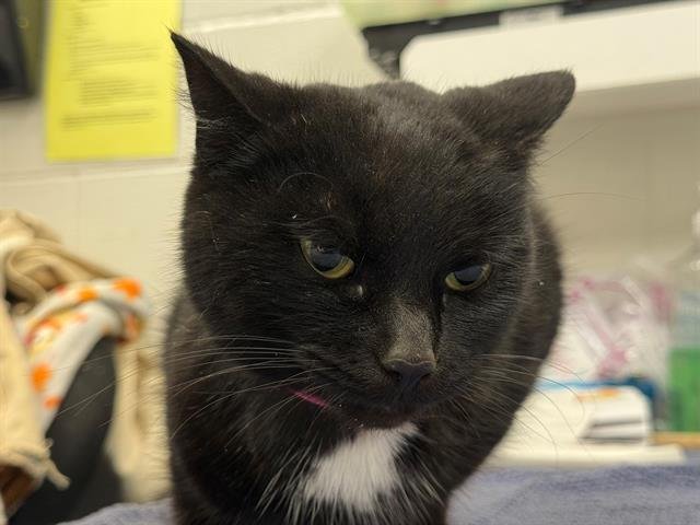 ELOISE - Domestic Short Hair available for adoption