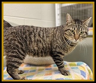 BISCUIT MAKER - Domestic Short Hair available for adoption