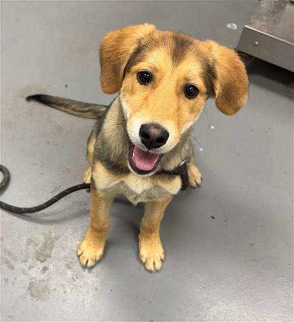 GOLDEN ROD - German Shepherd Dog available for adoption