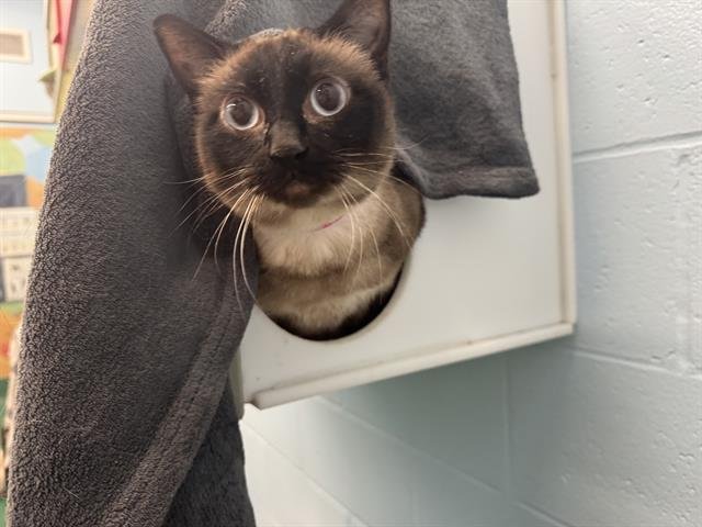 TWEETIE - Siamese available for adoption