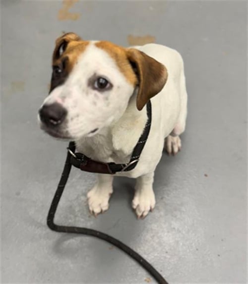 HEIDI - Terrier / Australian Cattle Dog/Blue Heeler available for adoption