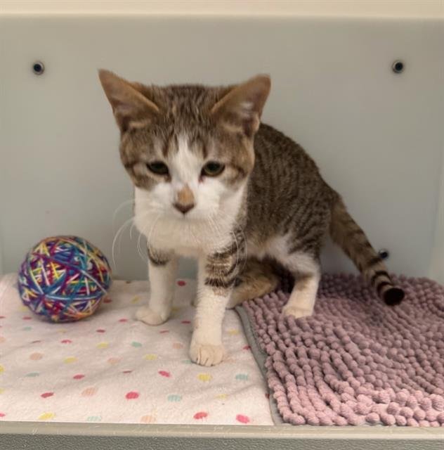 PADDY - Domestic Short Hair available for adoption