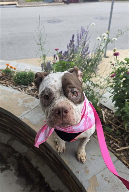 SAM SPARKS - Pit Bull Terrier for adoption in Peoria