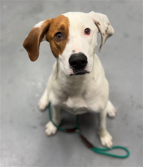 GENEVIEVE - Hound available for adoption