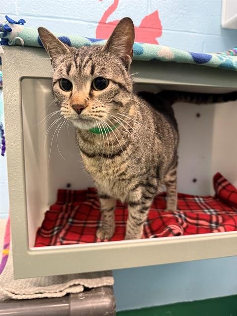 GOOFY - Domestic Short Hair available for adoption