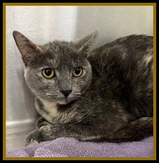 TOWNIE - Domestic Short Hair available for adoption