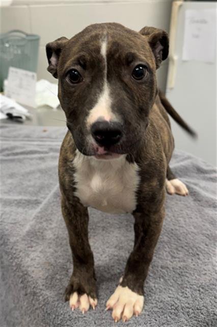 DUMPLIN - Pit Bull Terrier available for adoption