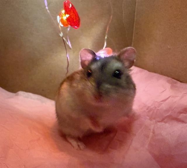 JO - Hamster available for adoption