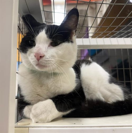 ANGEL - Domestic Short Hair available for adoption