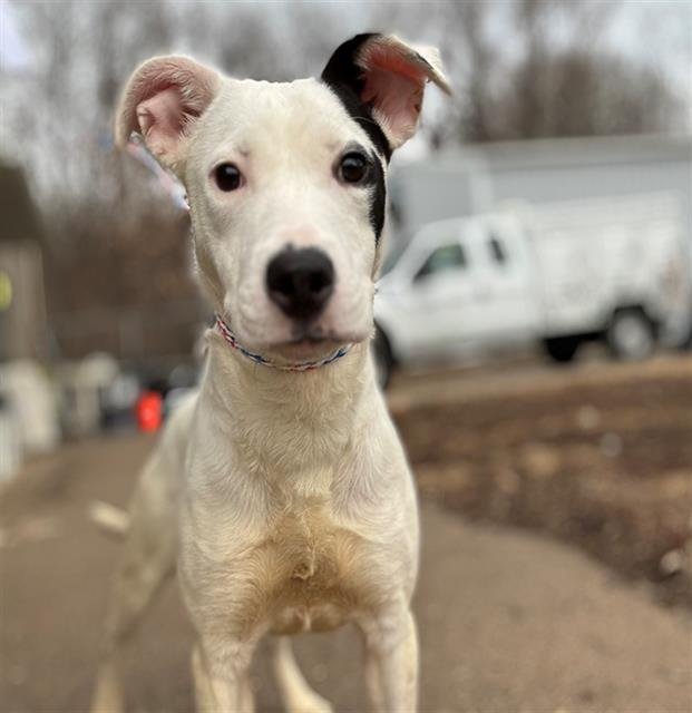KARNER BLUE - Pit Bull Terrier available for adoption