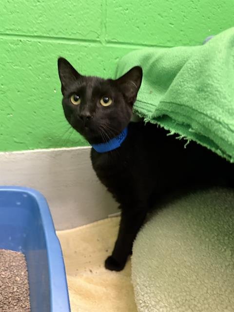 BOB - Domestic Short Hair available for adoption