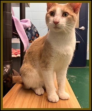 O'CALLAGHAN - Domestic Short Hair available for adoption