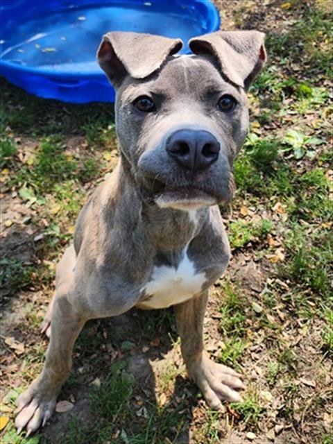 FINNEGAN - Pit Bull Terrier available for adoption