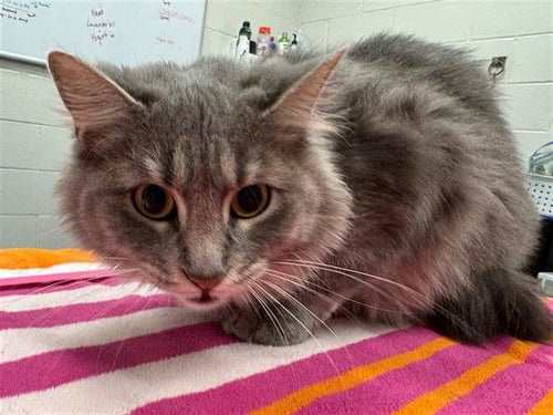 MONICA - Domestic Long Hair available for adoption