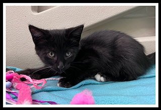 BUTTERFLY PEA - Domestic Short Hair for adoption in Peoria