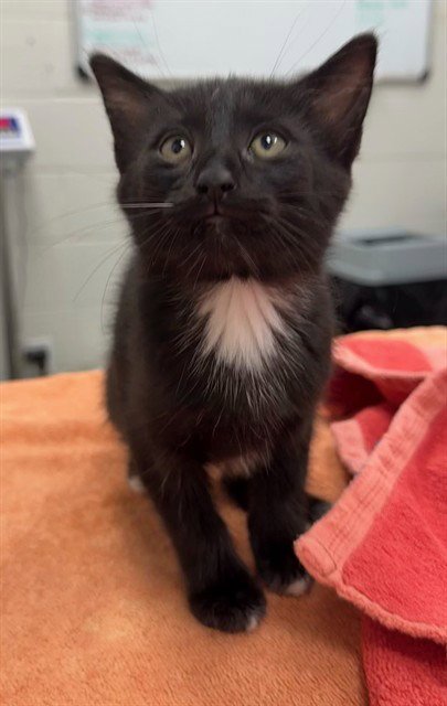 BUTTERFLY PEA - Domestic Short Hair available for adoption