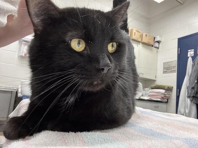 STAN LEE - Domestic Short Hair available for adoption