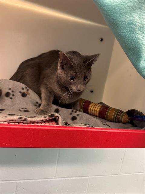 LEPRECHAUN - Domestic Short Hair available for adoption