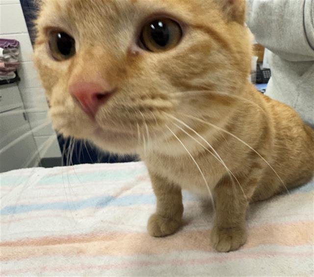 CYLUS - Domestic Short Hair available for adoption