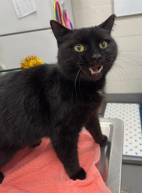 CASEY - Domestic Short Hair available for adoption