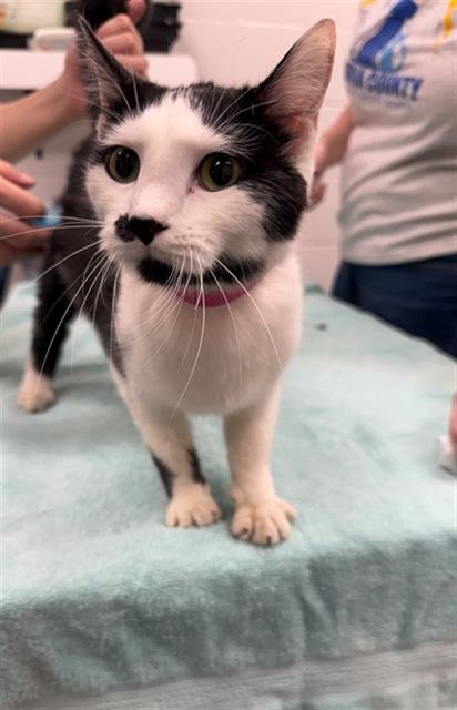 CROWN - Domestic Medium Hair available for adoption