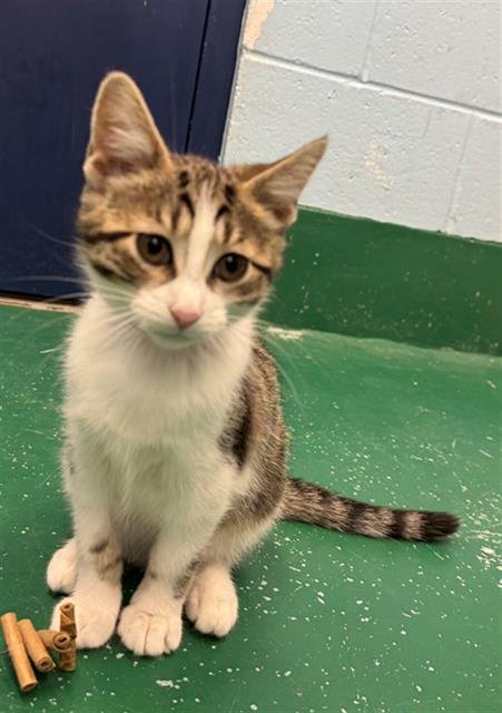 MS. BUBBLES - Domestic Short Hair available for adoption