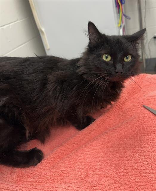 AMARA - Domestic Long Hair available for adoption