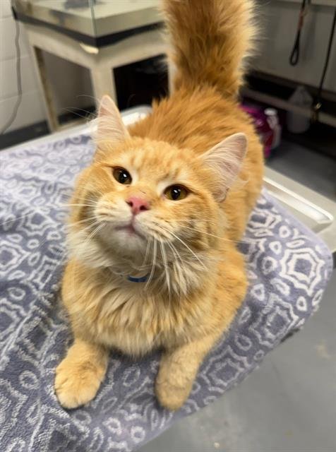 PECAN PIE - Domestic Long Hair available for adoption