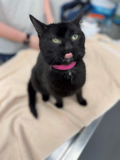 NERO - Domestic Short Hair available for adoption