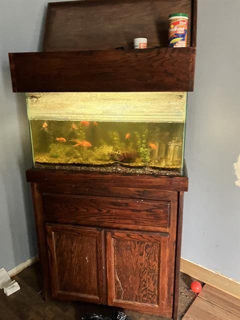 8 GOLDFISH Image