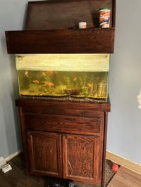 8 GOLDFISH - Photo 1