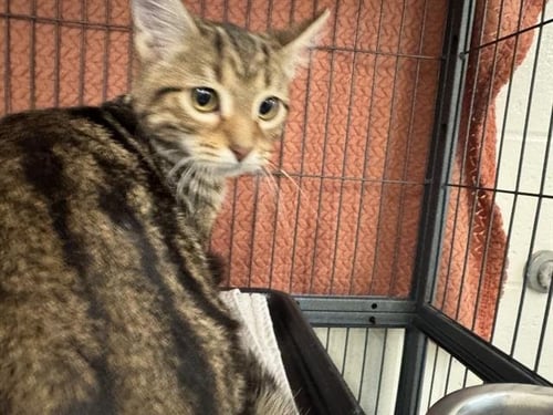 JAMES - Domestic Short Hair available for adoption