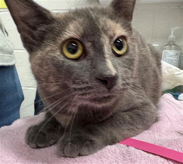 WILD GERANIUM - Domestic Short Hair available for adoption