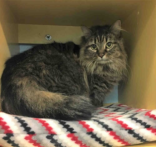 SOPHIE - Domestic Long Hair available for adoption