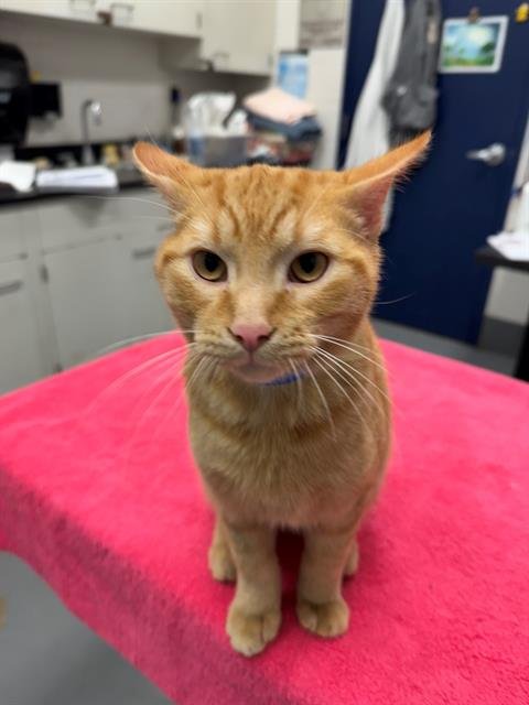 COSTCO - Domestic Short Hair available for adoption