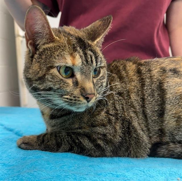 NEZUKO - Domestic Short Hair available for adoption