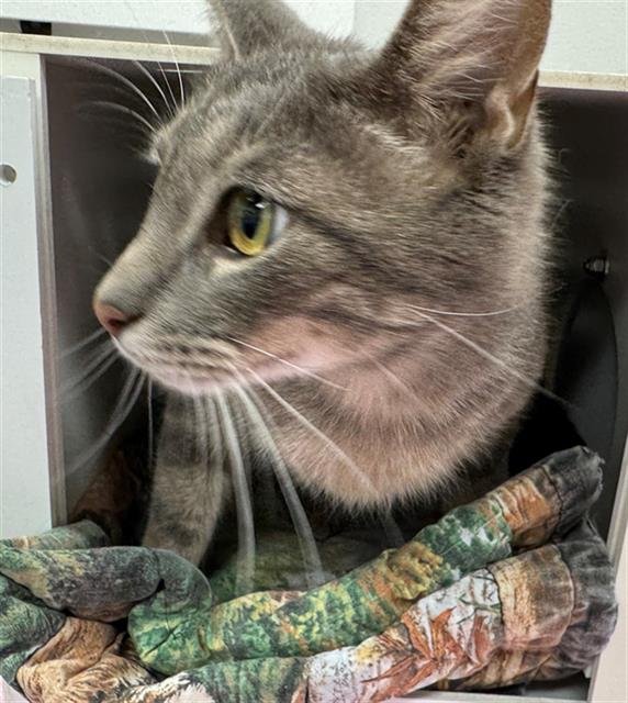 FIGWORT - Domestic Short Hair available for adoption