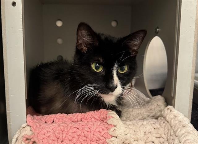 DELILAH - Domestic Short Hair available for adoption